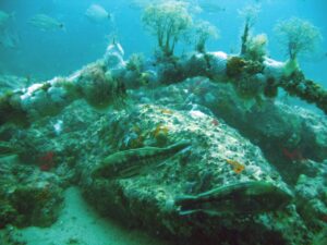 South Carolina's artificial reefs provide habitat and food for important fish species.