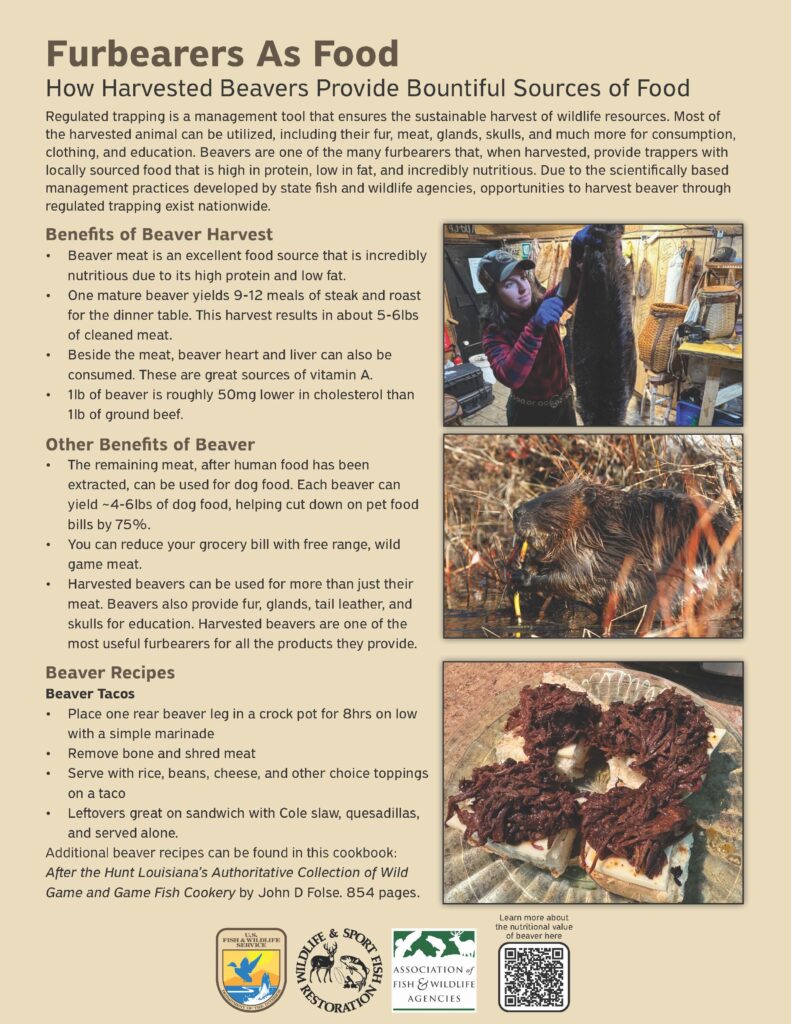Furbearers as food how harvested beavers provide bountiful sources of food