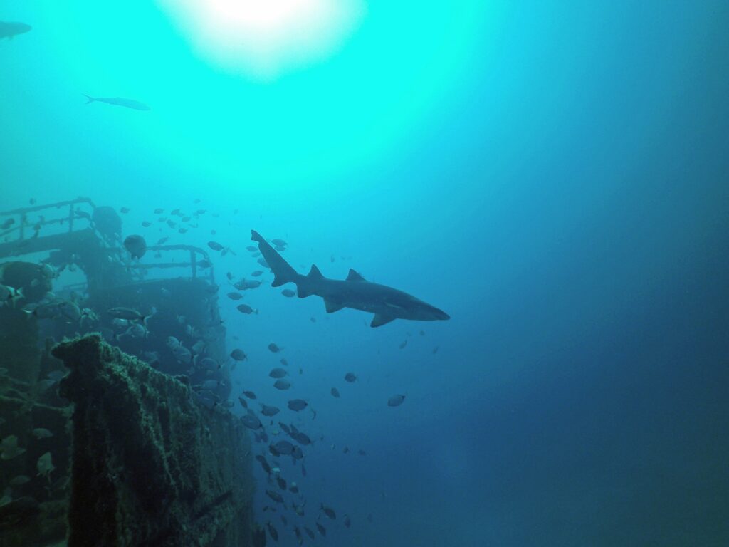 shark swimming on artificial reef
