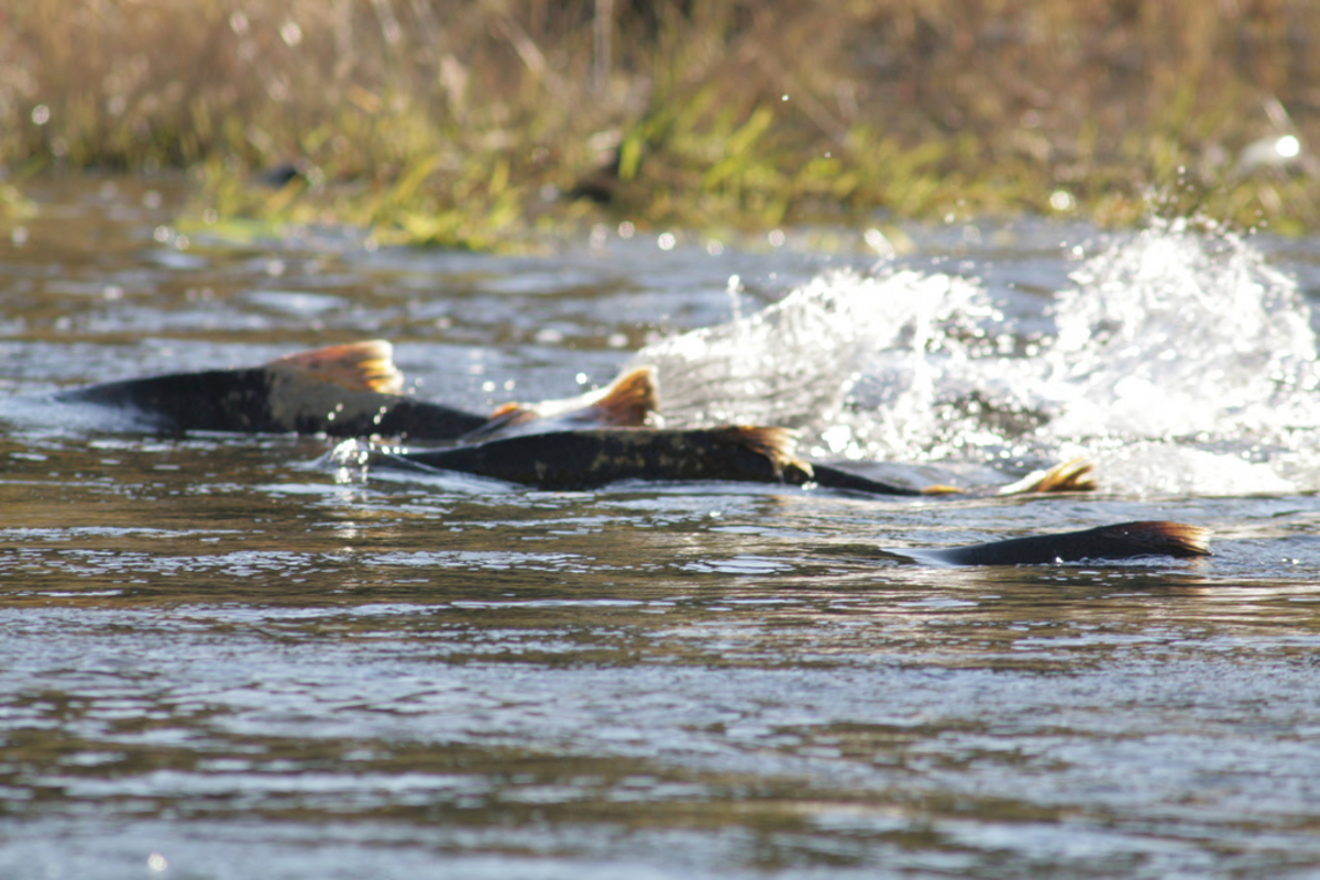 Three adult chinook salmon swim in shallow water