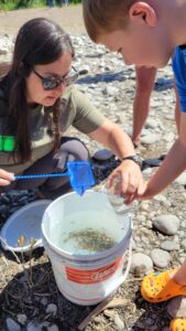 Adult uses small dip net to place fish fry into cups for release. 