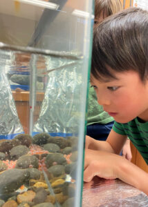 Young student watches salmon eggs in a classroom tank. 