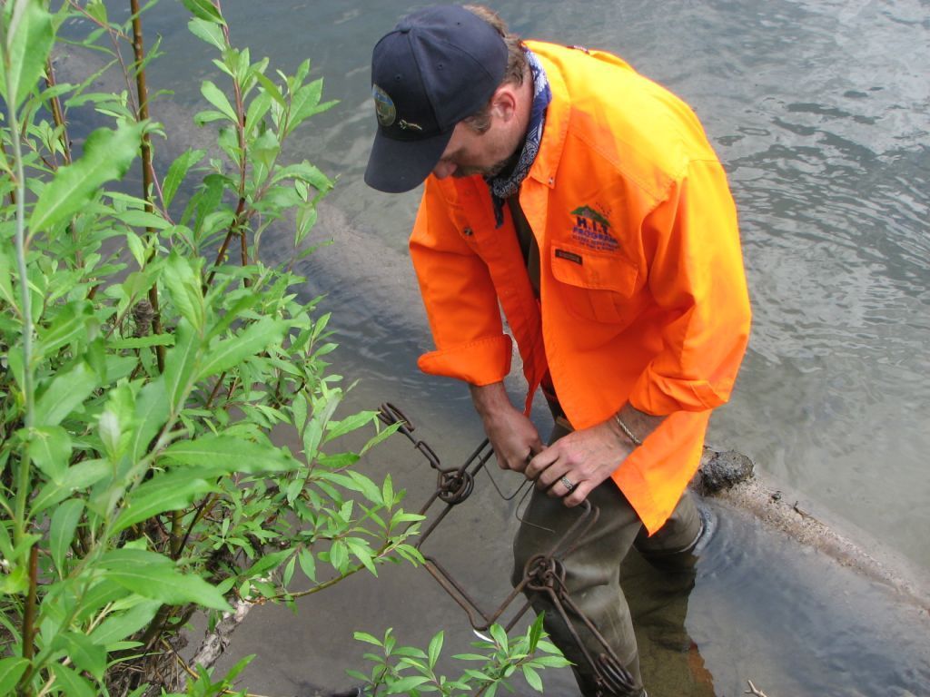 Setting beaver trap acc