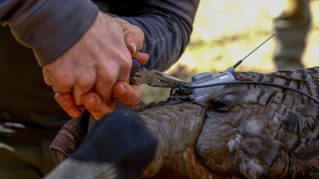 A wild turkey's radio transmitter is adjusted using pliers.