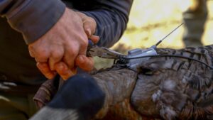 A wild turkey's radio transmitter is adjusted using pliers.