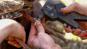 A wild turkey's leg is banded using a tool.