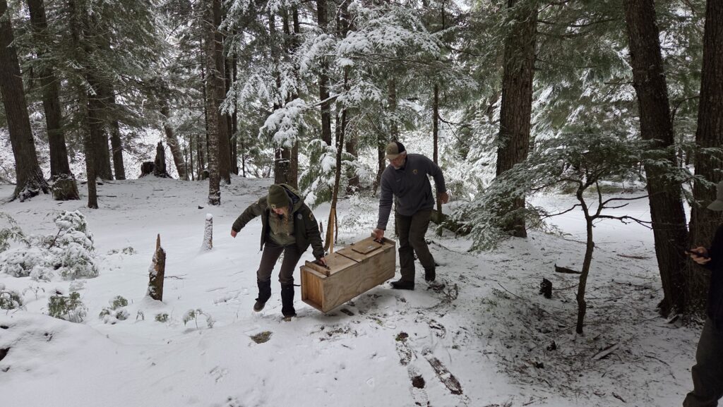 Two biologists carry a fisher in a wooden crate on a snowy forest.
