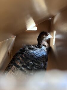 A turkey looks out of a hole in a cardboard box.