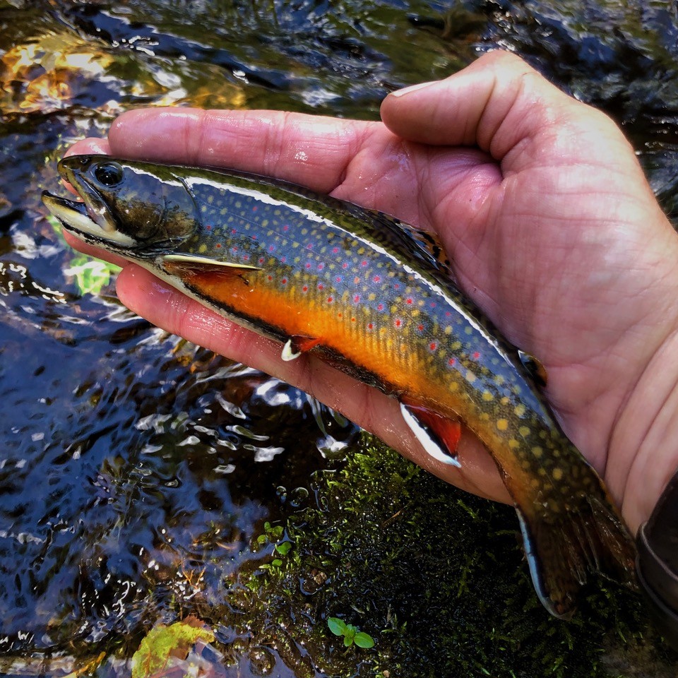 Brook trout are colored like an autumn Appalachian forest.