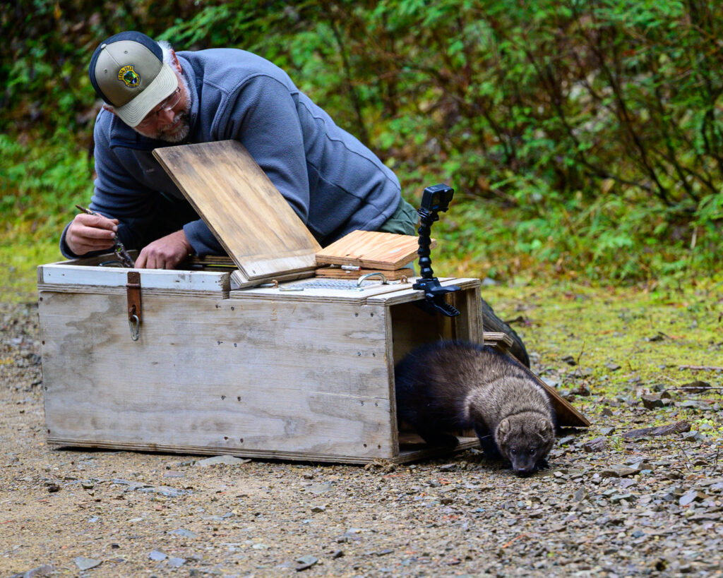 Idaho Fish and Game biologist uses a stick to help fisher exit a wooden crate. 