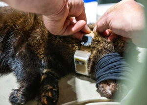 Sedated fisher on a table with mask covering it's eyes. Biologist is placing a new radio collar on the animal. 