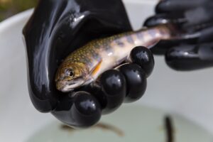 A North Carolina biologist carefully handles a brook trout for translocation. 