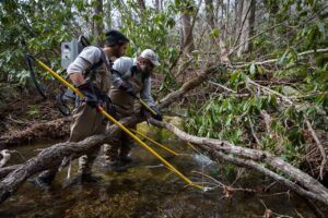 Biologists succeeded in getting genetically appropriate brook trout restored in waiting waters.
