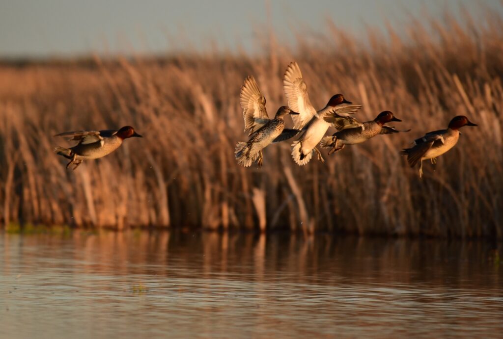 Five green winged teal flushing over wetlands