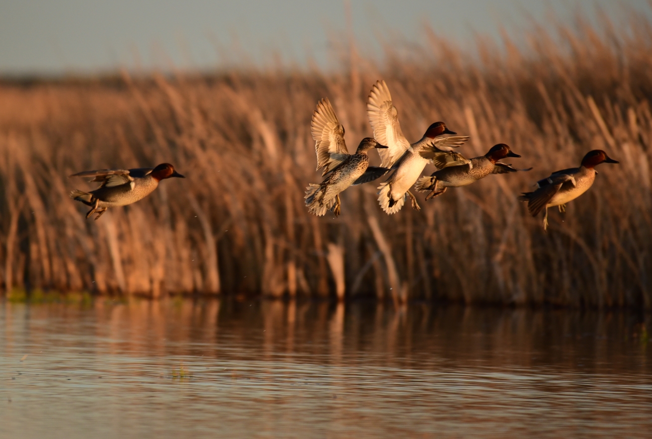 Five green winged teal flushing over wetlands