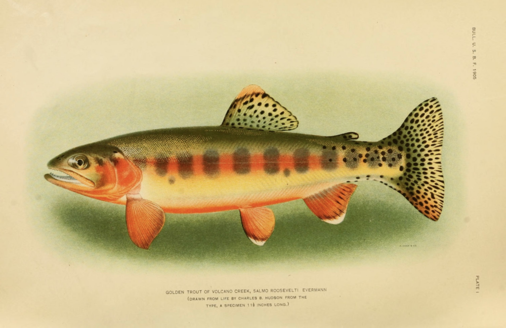 The fish native to California is adorned with many colors, chief among them, a distinctive yellow-gold.