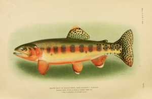 The fish native to California is adorned with many colors, chief among them, a distinctive yellow-gold.