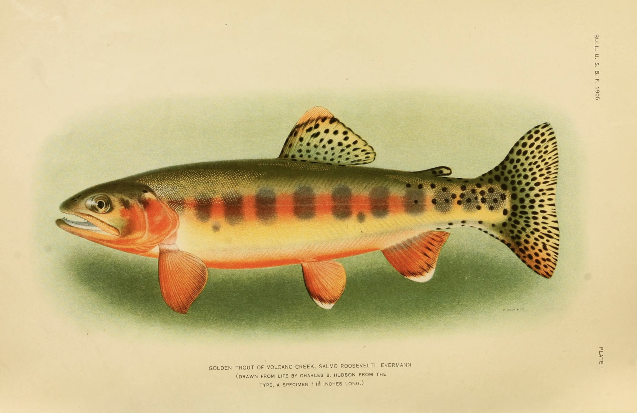 The fish native to California is adorned with many colors, chief among them, a distinctive yellow-gold.