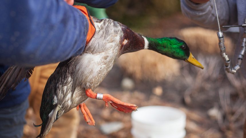 MassWildlife biologists banding a mallard