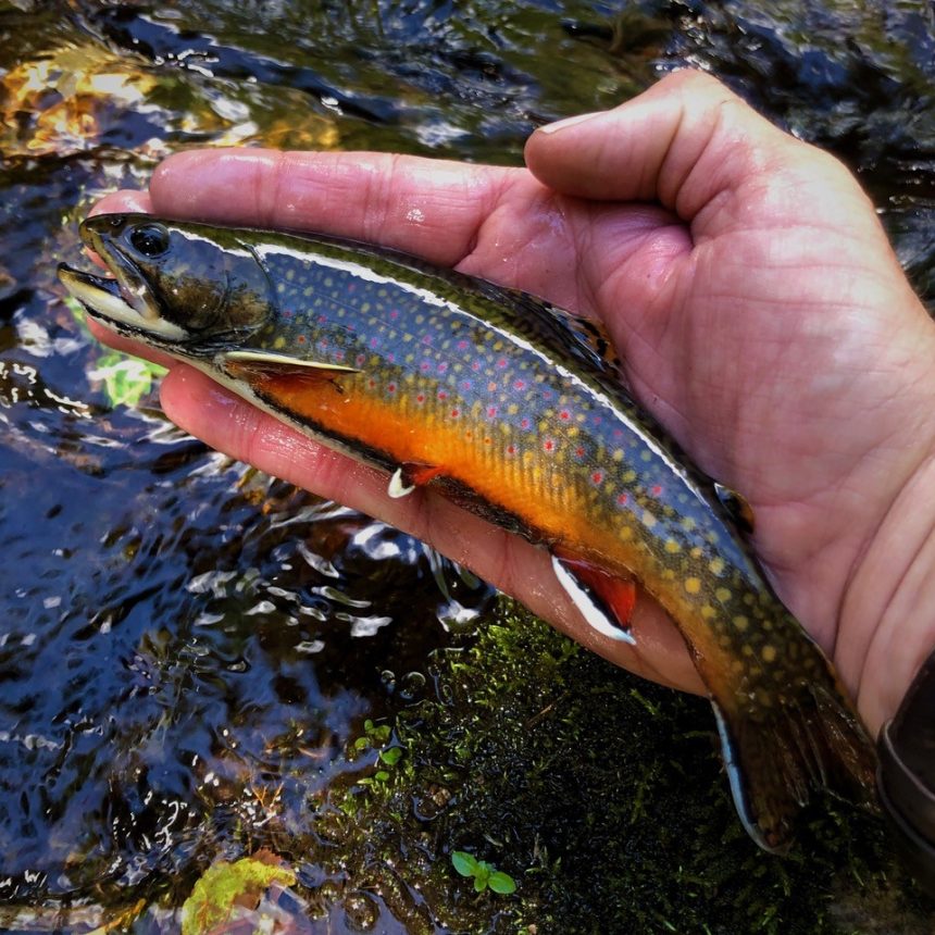 Brook trout are colored like an autumn Appalachian forest.