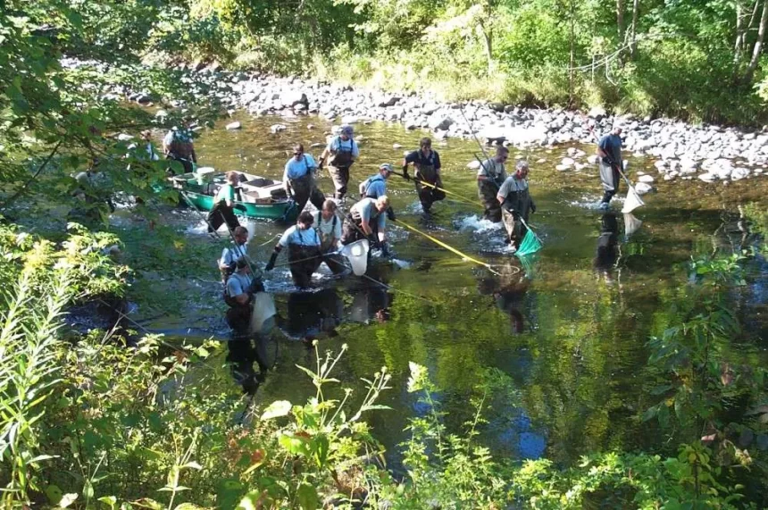 A horde of volunteers and CT DEEP biologists collect wild brown trout for spawning in the Farmington River.