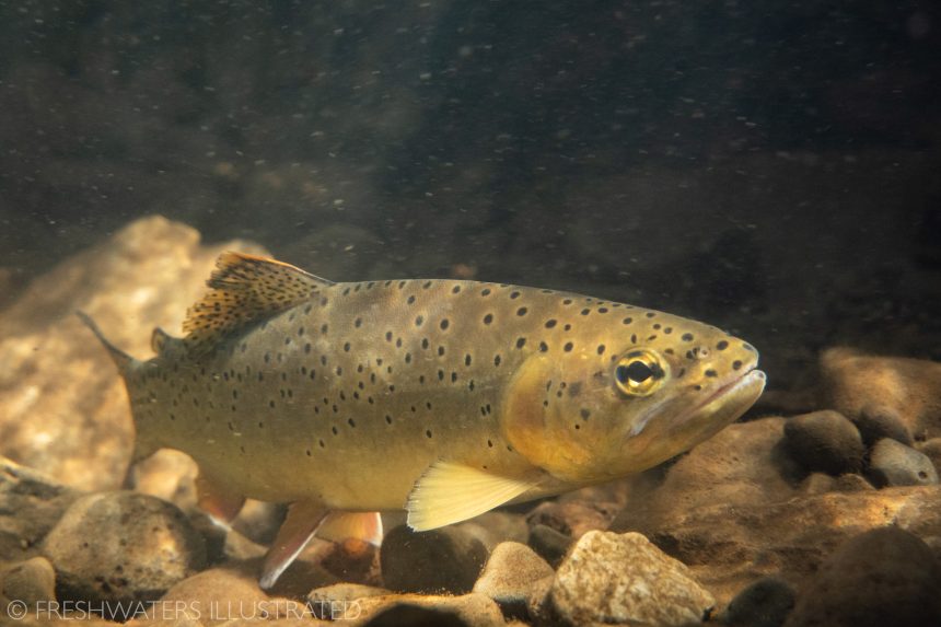 Close-up photo of an apache trout swimming in a mountain stream in Arizona.