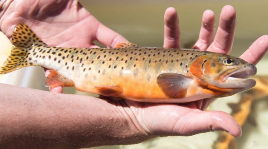 Cutthroat Trout