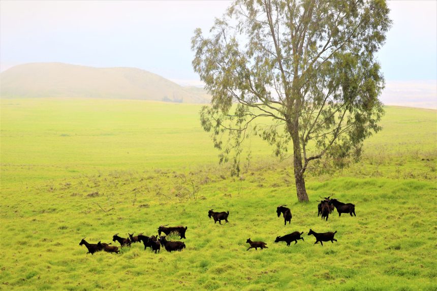 herd of black feral goats underneath a tree on a Hawaiian landscape