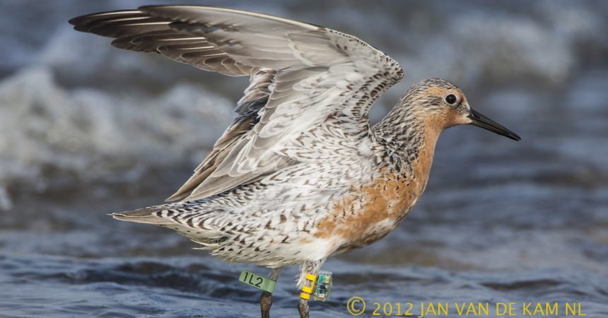 A tagged Red Knot in New Jersey.