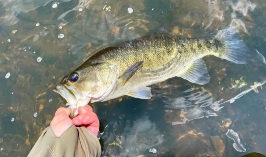 Shoal bass being held above the water