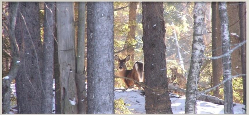 White-tailed deer find shelter from snow and wind in forests managed for that purpose. Photo Credit: VFWD