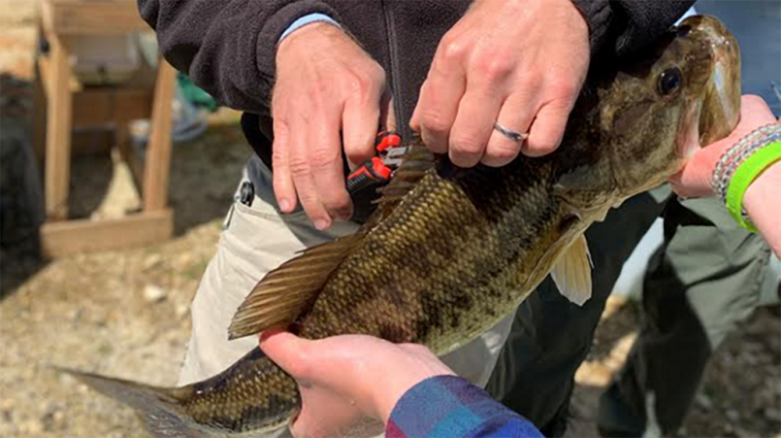 Bass getting its fins clipped