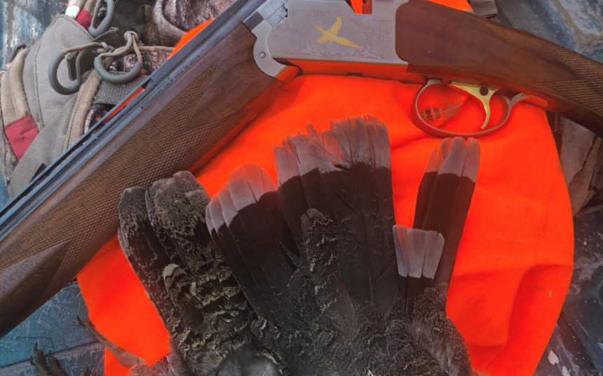 Dusky grouse and shotgun