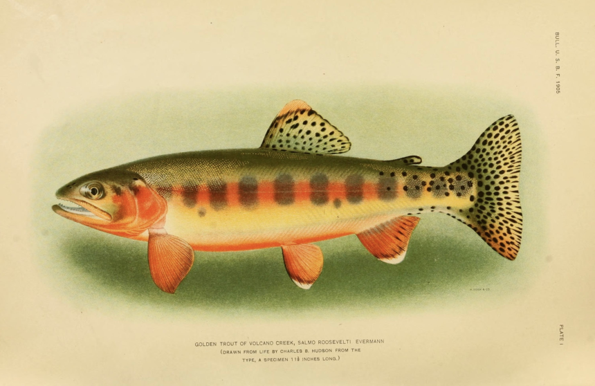 The fish native to California is adorned with many colors, chief among them, a distinctive yellow-gold.