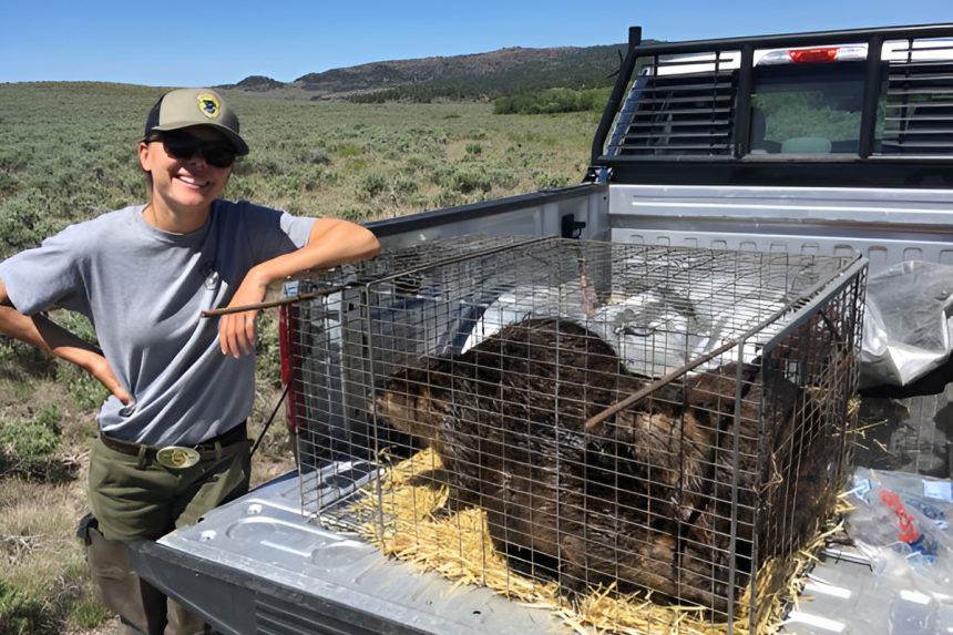 Wildlife biologist, Jamie Utz, Idaho Department of Fish and Game, stands over beavers soon to be released in Idaho’s rural Treasure Valley.