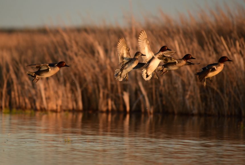Five green winged teal flushing over wetlands