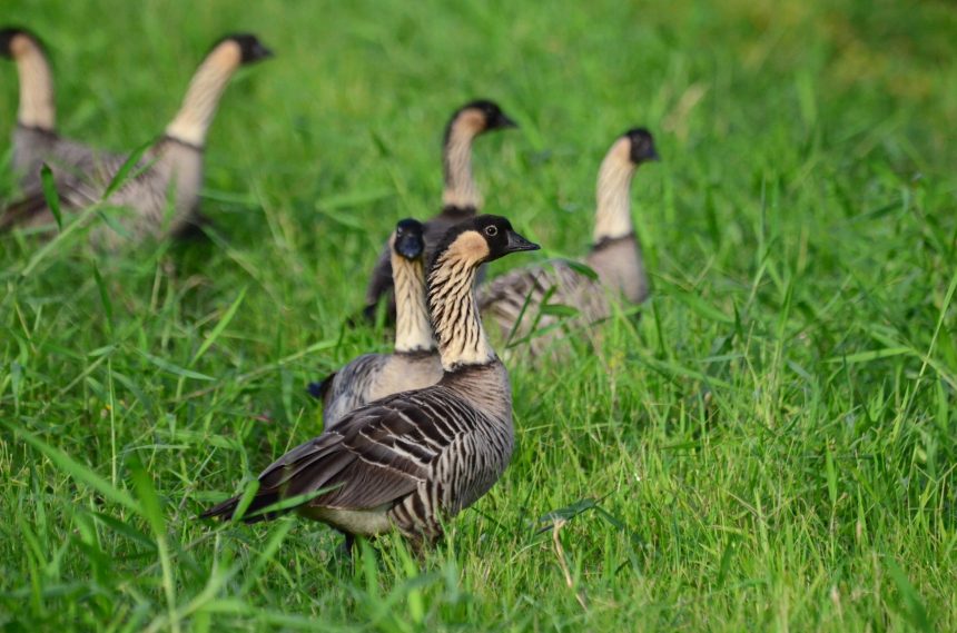 A gaggle of nēnē (Hawaiian geese) hanging out in lush green grass