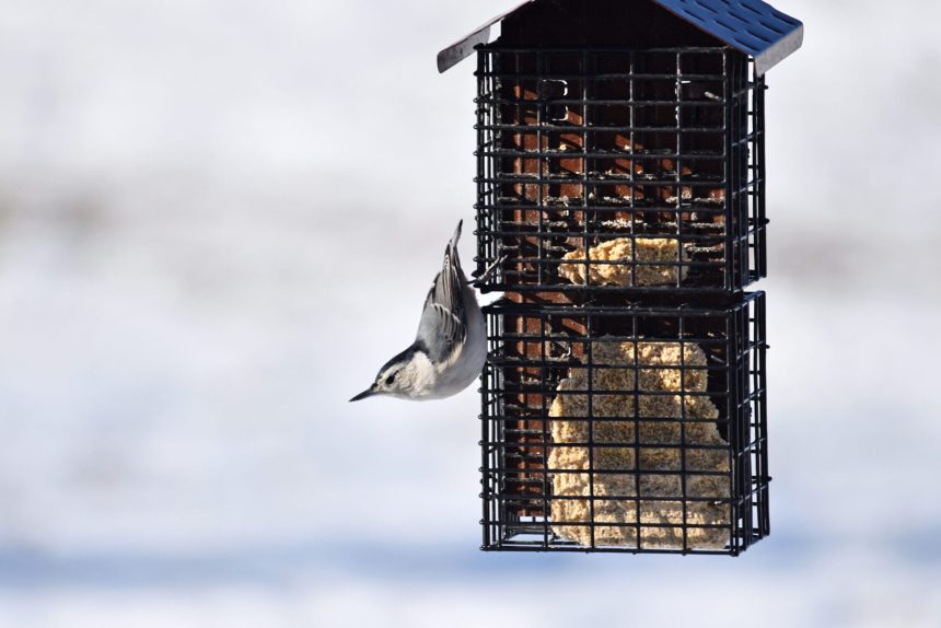 White Breasted Nuthatch Courtney Celley USFWS